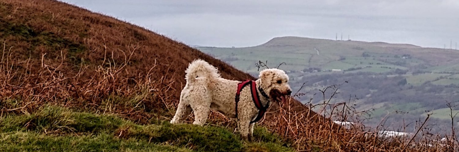 joanna markham banner