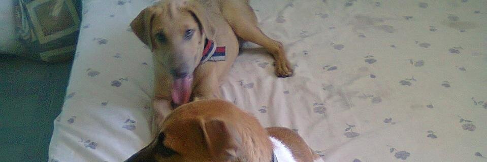 Mitch Mamites banner