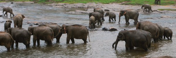 maya_ranganath Profile Banner