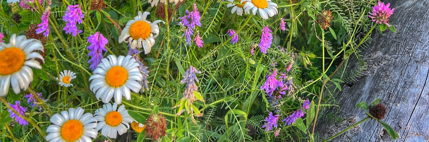 Jennifer Shroads banner