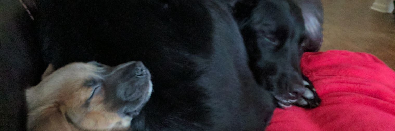 TheGAofAbby's profile banner image