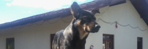 Evanildo banner