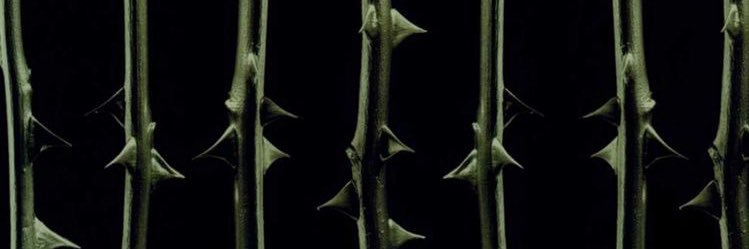 kitsvedder's profile banner image