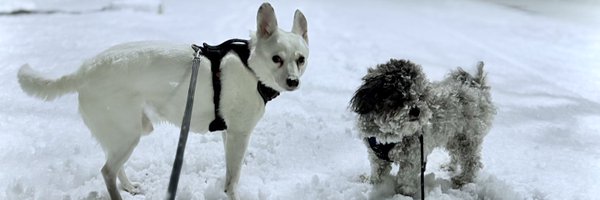 thejoelgoldman Profile Banner