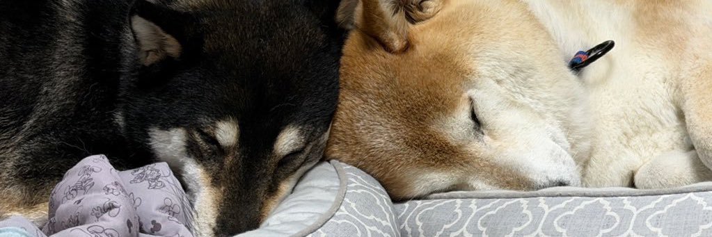 柴犬 りく&ふく banner