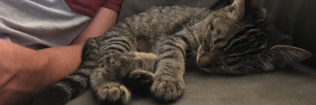 _catsandmakeup's profile banner image