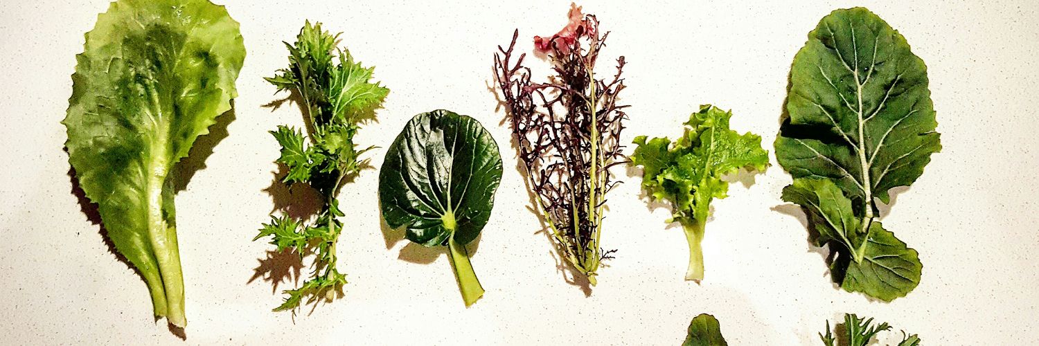 chefblutstein's profile banner image