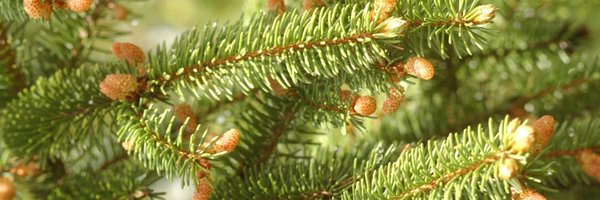 TreeforBoston Profile Banner