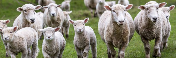 OntarioSheep Profile Banner