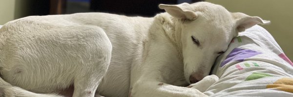 pawanyadav8 Profile Banner