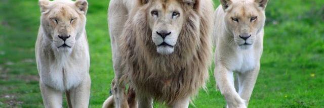 Assien Samuel banner