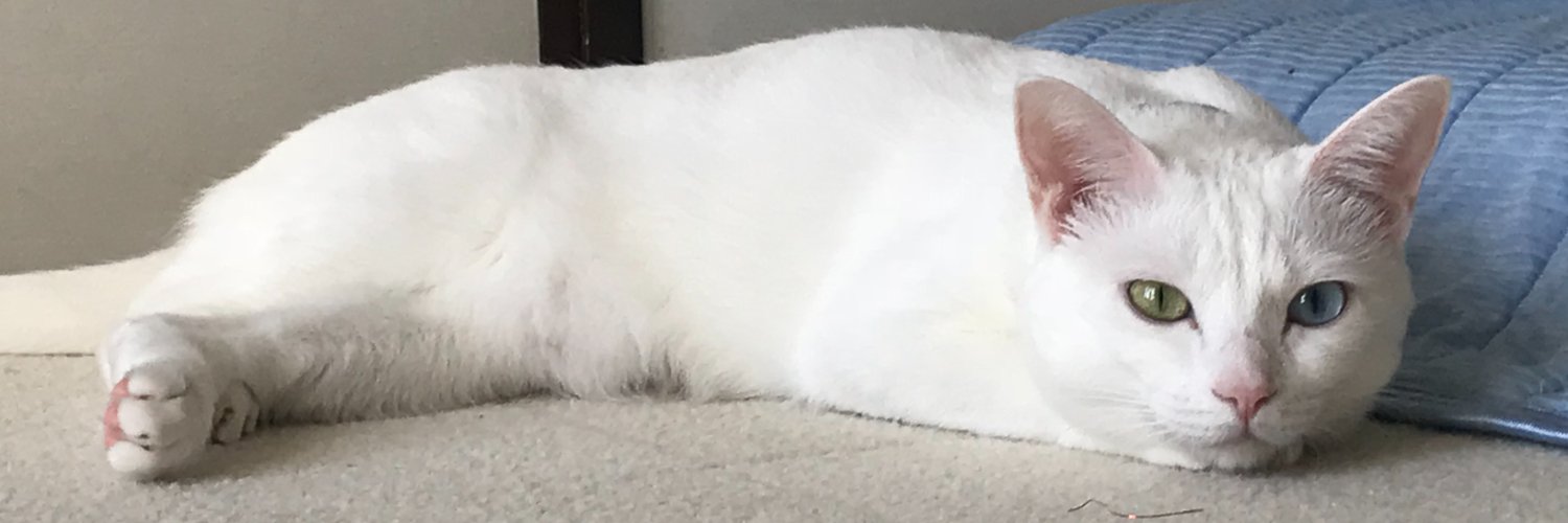 Gomez猫😻🎩CatTuber🎥🐈🐈‍⬛ banner