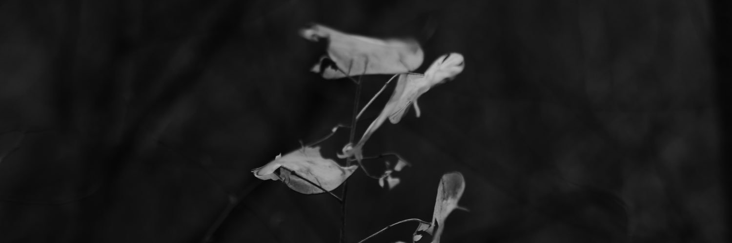 Elisabetta Brian banner