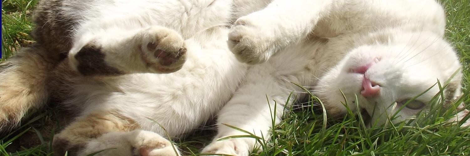 Stray Cat Rescue banner