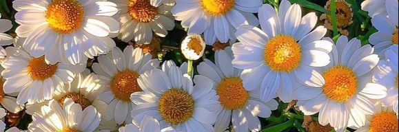 DOLORES OLAGUES banner