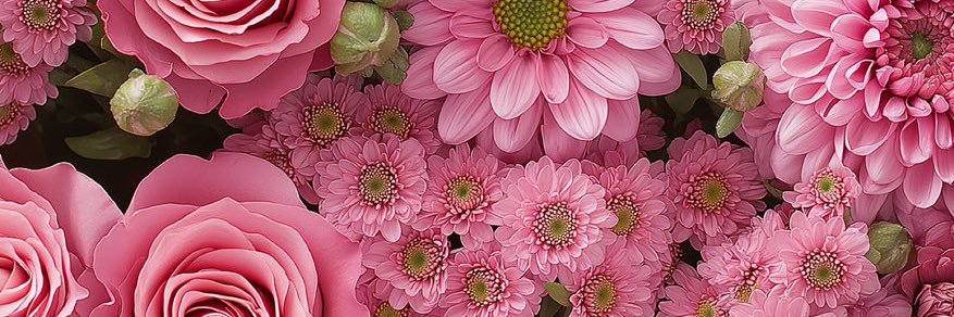 Michelle ᥫ᭡ banner
