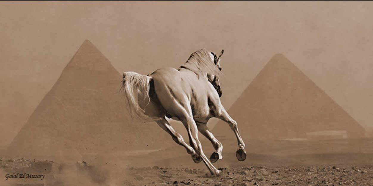 M_AWahed's profile banner image