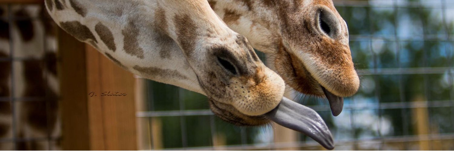 April The Giraffe banner