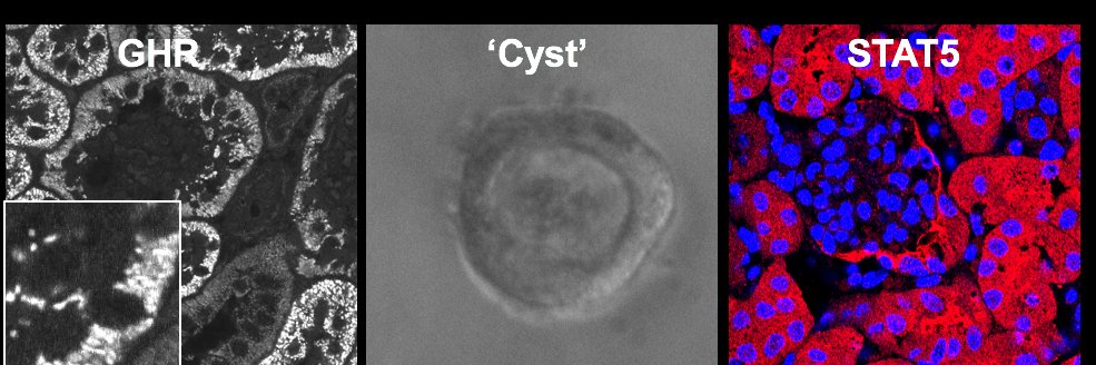 Dr Maria Fragiadaki banner