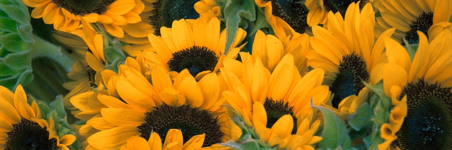 Annasmithedu's profile banner image