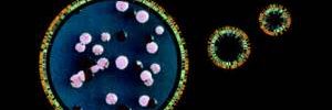 Bacteruino banner