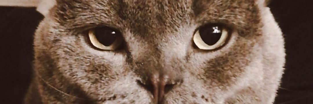 Nebilciga's profile banner image