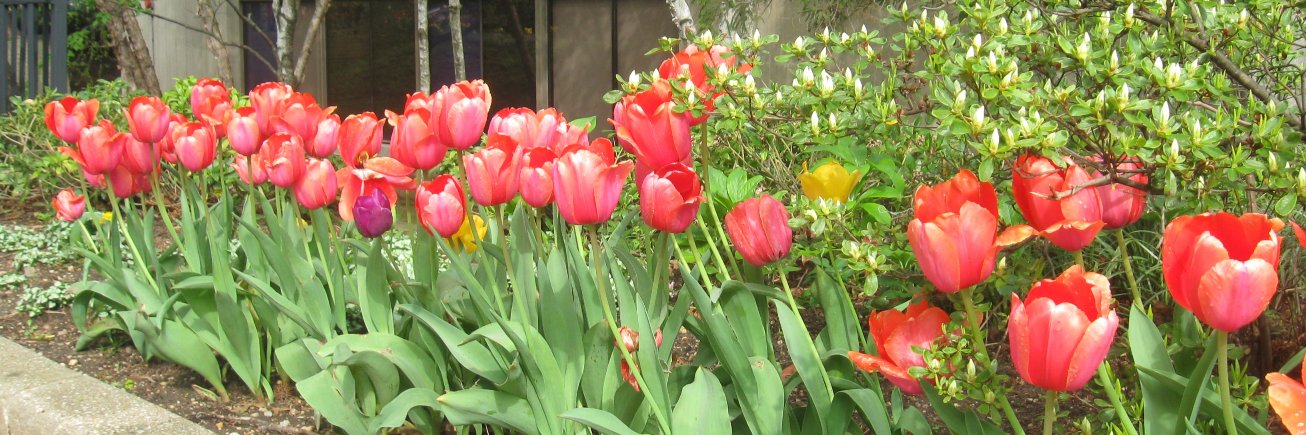 Hofstra Spec. Coll. banner
