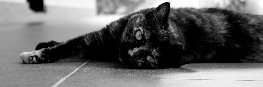 passocka_ 🏳️‍🌈 banner