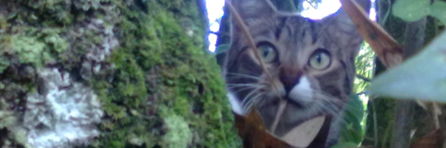 maidenfrantic's profile banner image