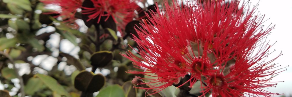 Mayor Harry Kim banner