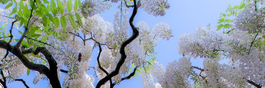 shvntiii_'s profile banner image