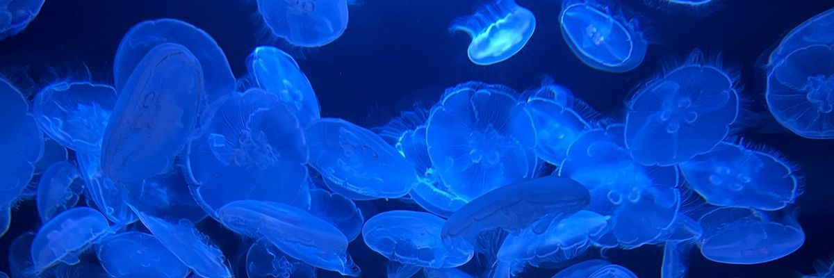 PedroPuerro's profile banner image