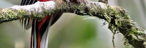 cronopio33's profile banner image