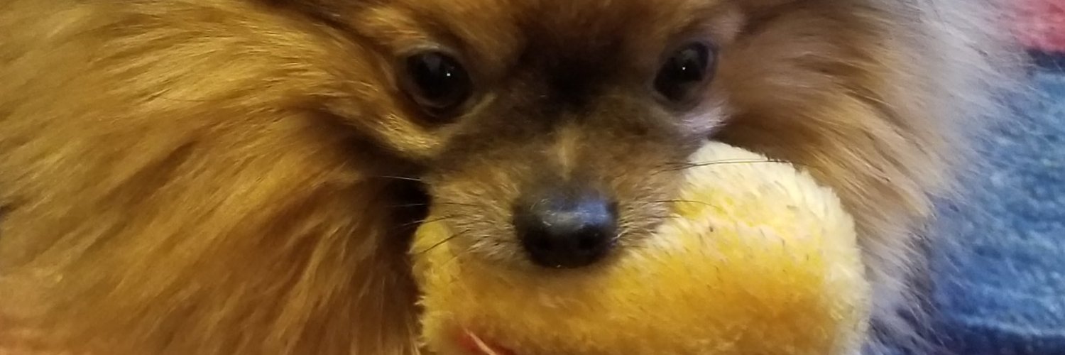 Candas Jane Dorsey banner