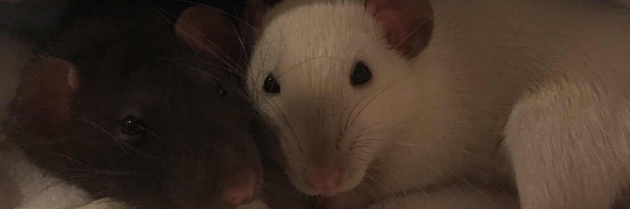 TVtrashJen's profile banner image