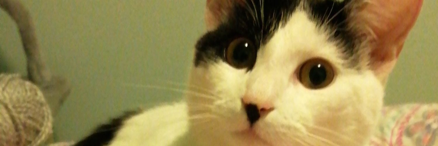 Miaunanda's profile banner image