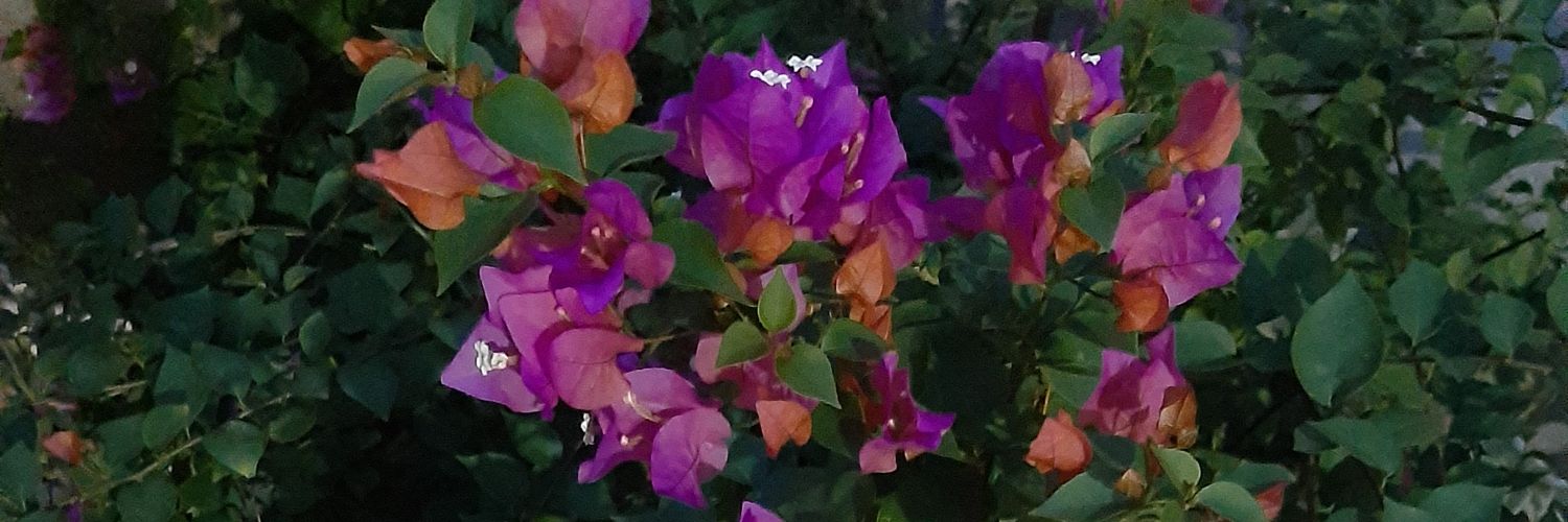 neila_guzman's profile banner image