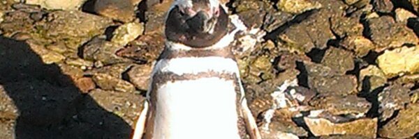 bogdan313 Profile Banner