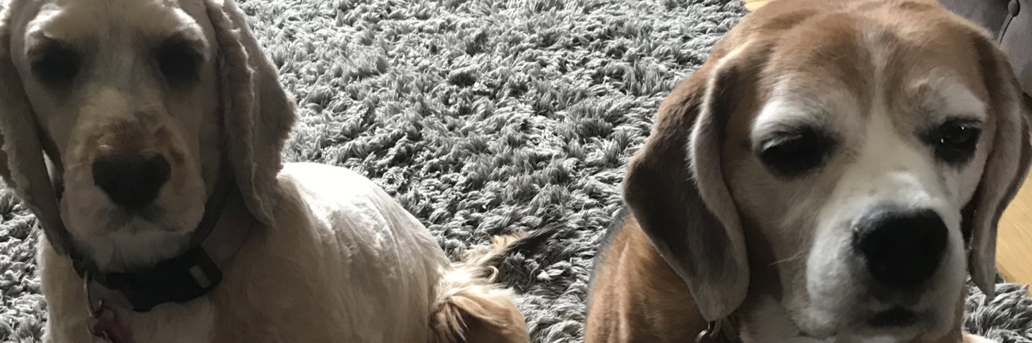 Coco & Bowie with Angel sisters Summer & Betsy 🌈 banner