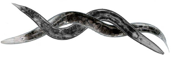 electro4worm banner