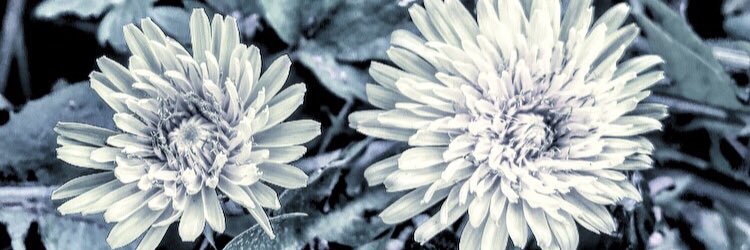 Melanie 🏳️‍🌈🏳️‍⚧️ banner