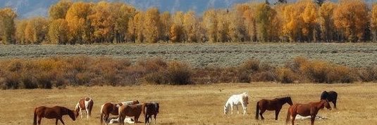 BUCKWILDBRE's profile banner image