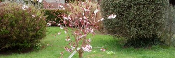FfionsGift Profile Banner