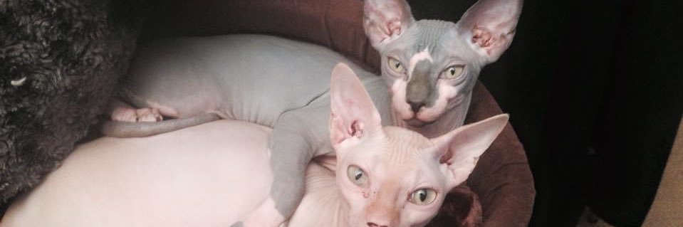 Le Sphynx🐱 banner