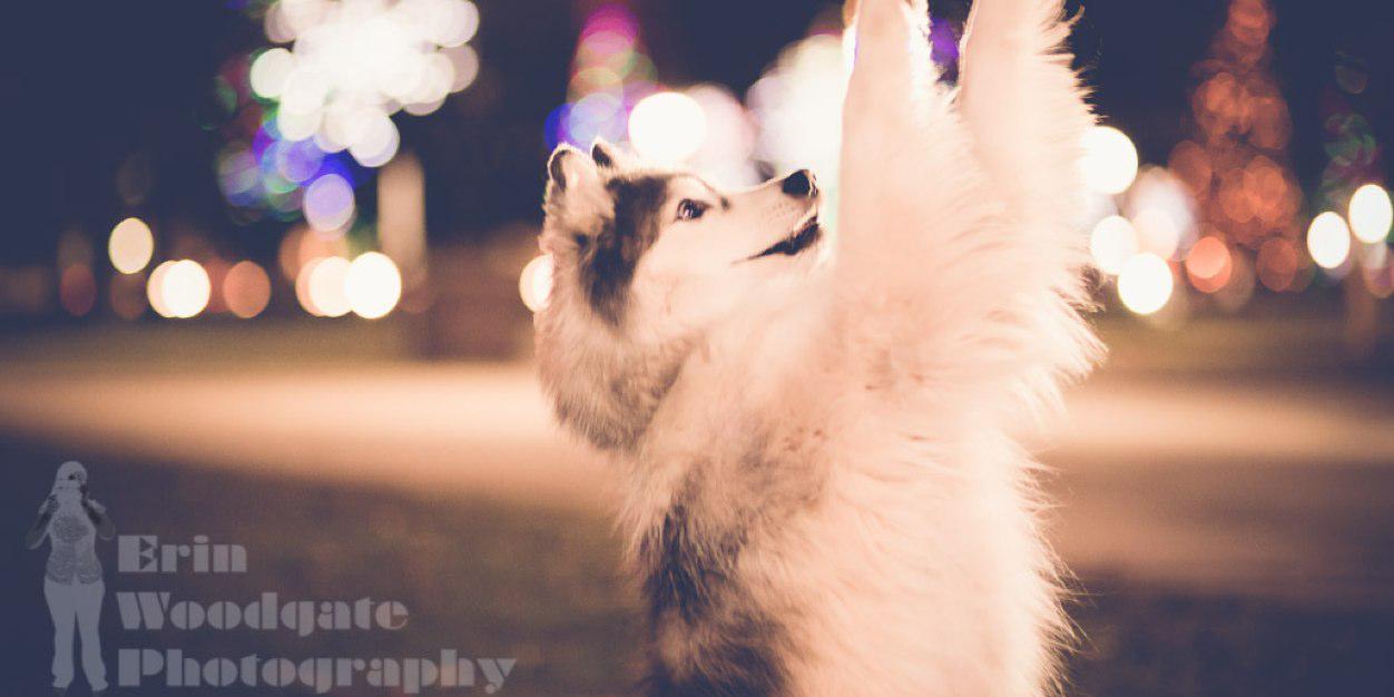 PAWShome's profile banner image