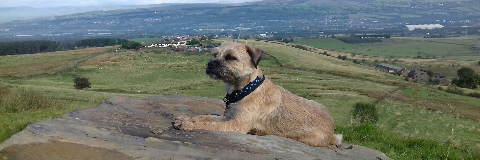 Debra Nicholson banner