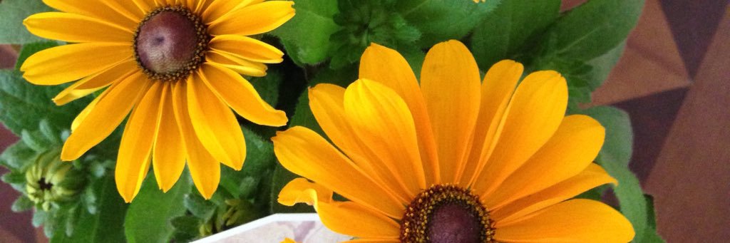 aidenangeli's profile banner image