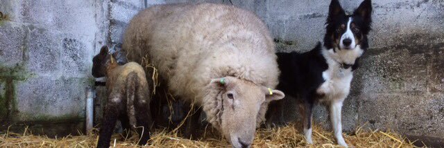 Sarah Shuffell 🐑🐑🐏 🏴󠁧󠁢󠁷󠁬󠁳󠁿 banner