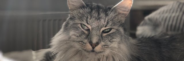 Vlogwiese's profile banner image