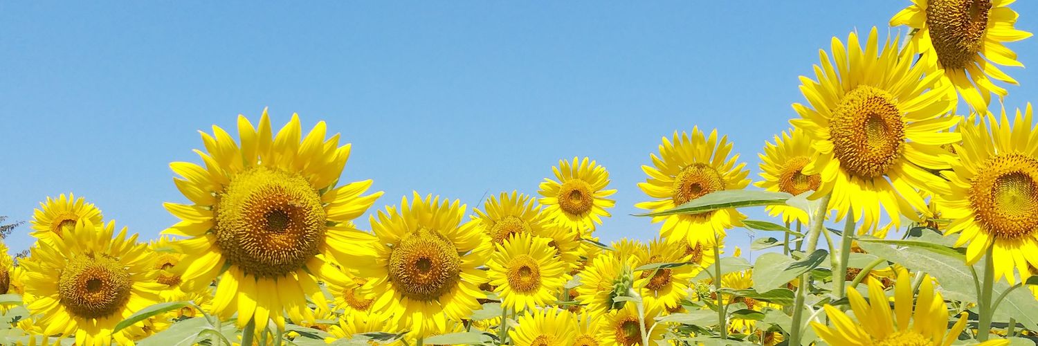flowermaringo's profile banner image